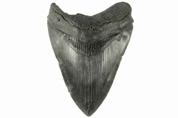 Fossil Megalodon Tooth - South Carolina #185232